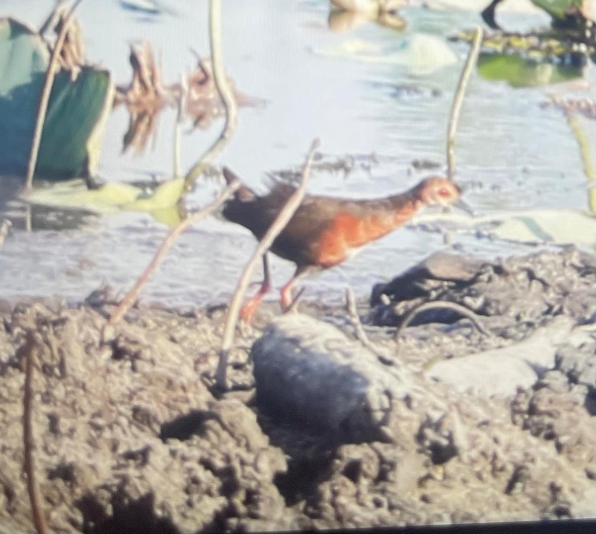 Ruddy-breasted Crake - ML642866628