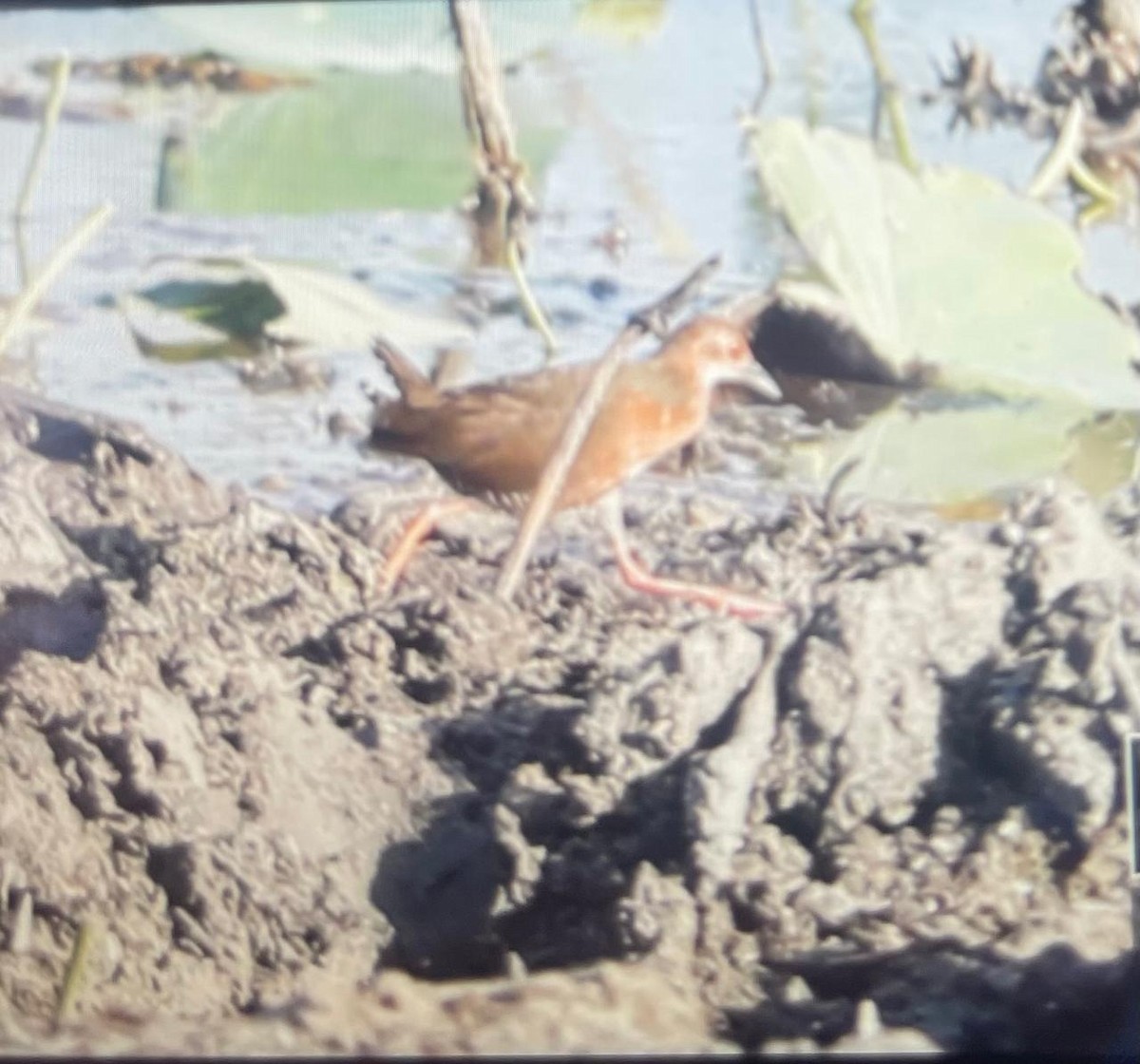 Ruddy-breasted Crake - ML642866629