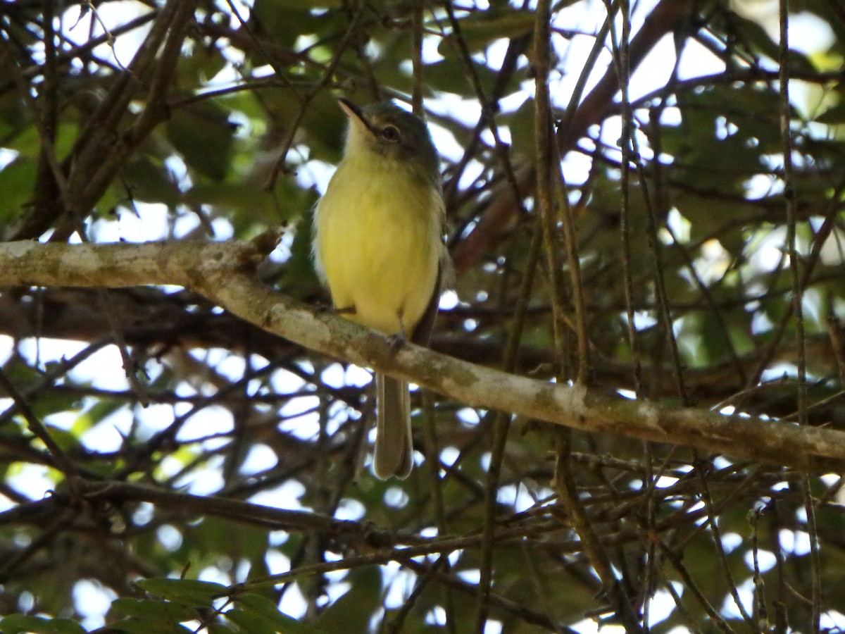 Yellow-olive Flatbill - ML642866633