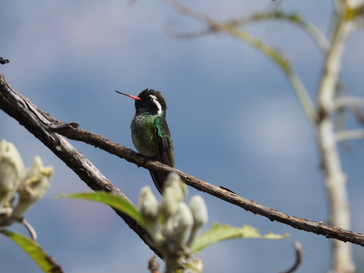 White-eared Hummingbird - ML642866636
