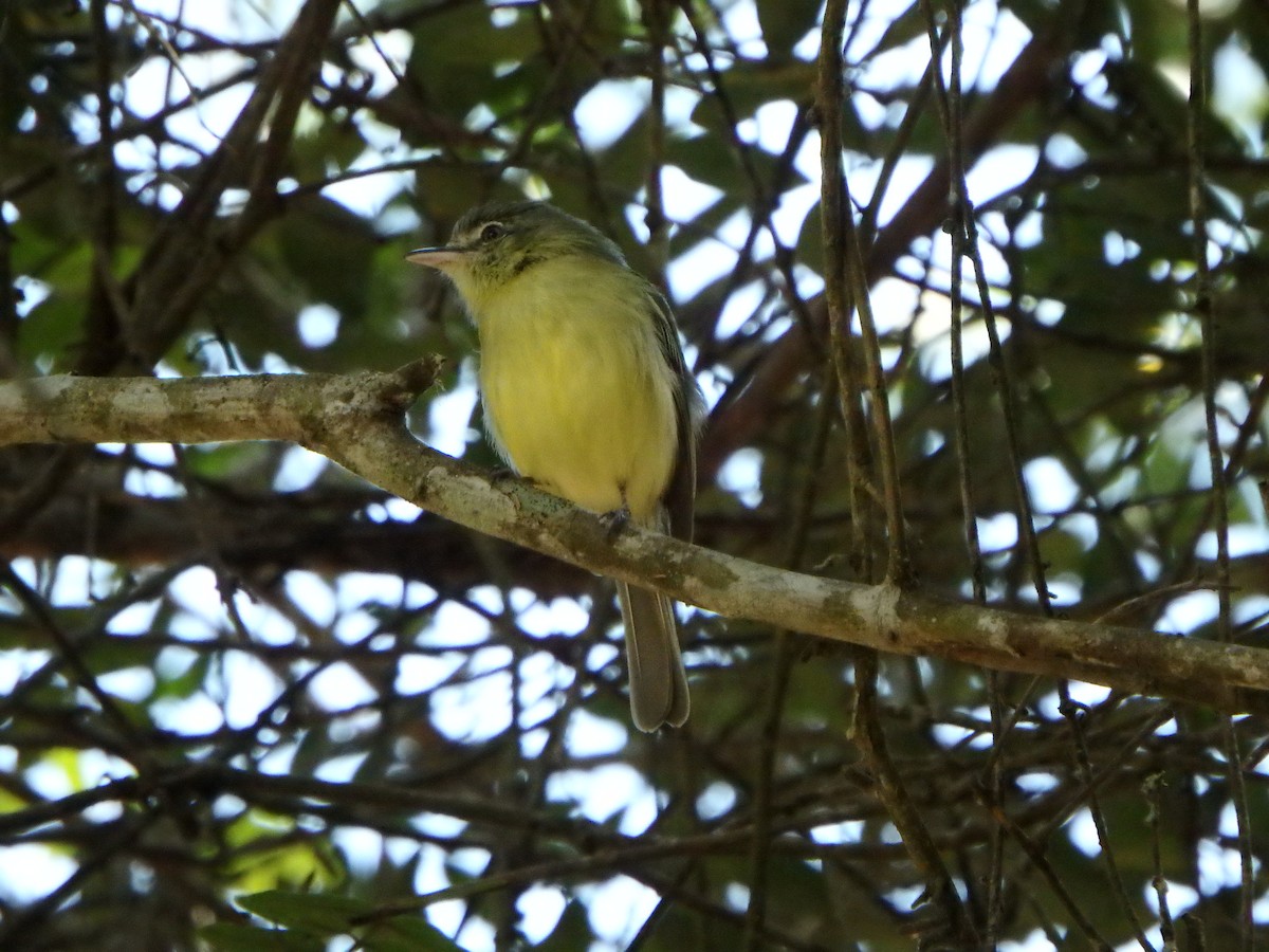 Yellow-olive Flatbill - ML642866649