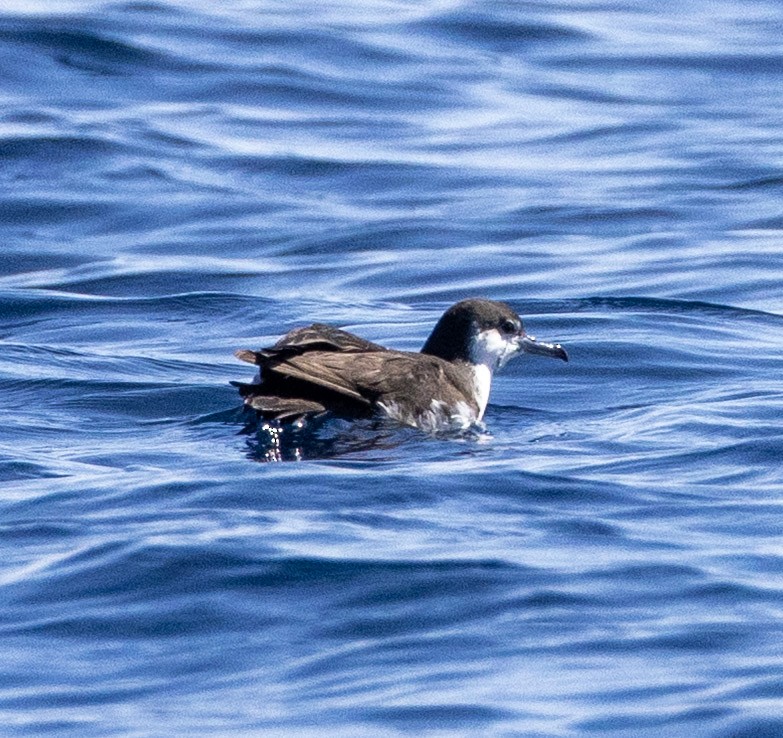 shearwater sp. - ML642866653