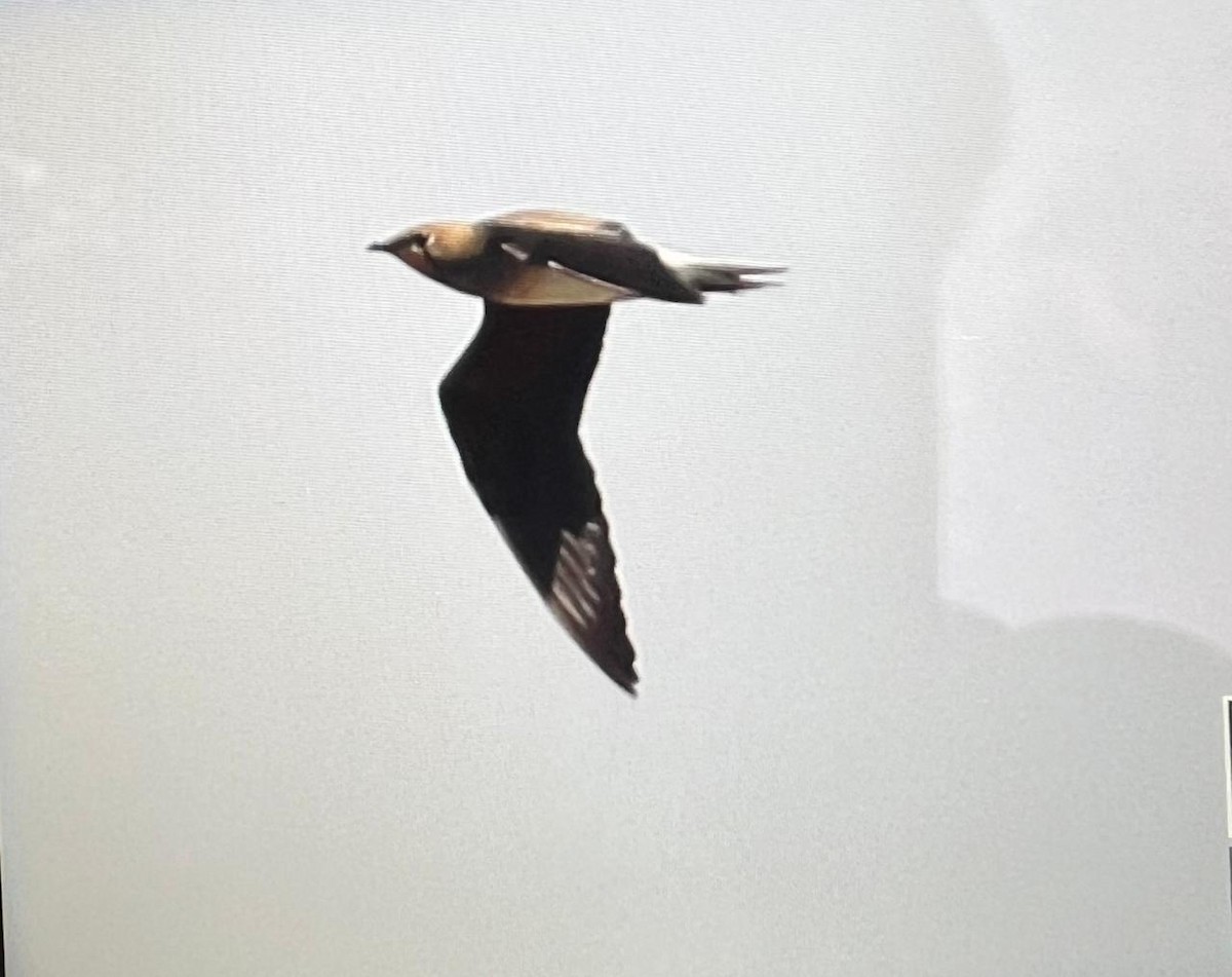 Oriental Pratincole - ML642866654