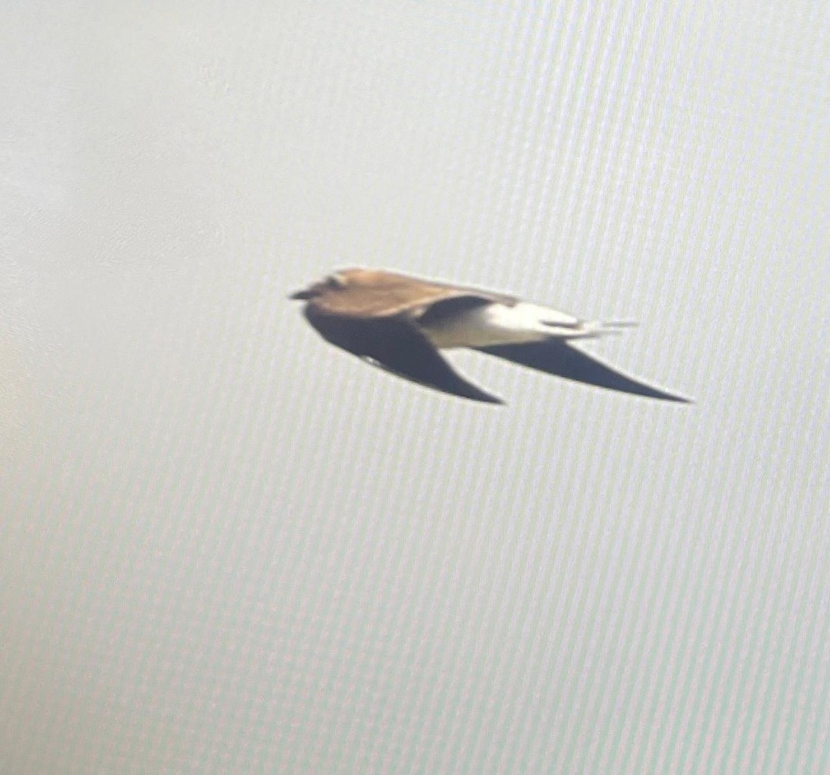 Oriental Pratincole - ML642866655
