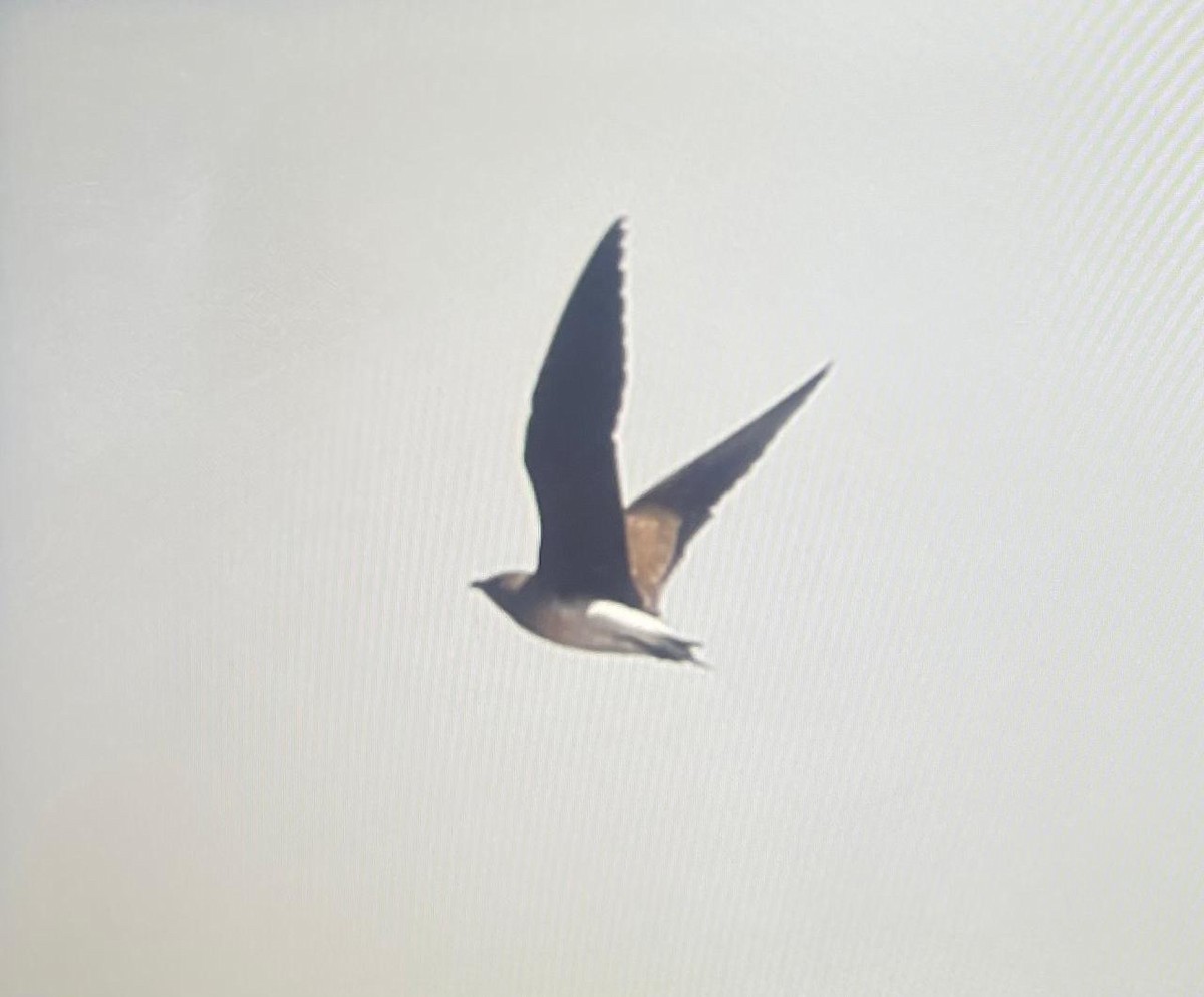 Oriental Pratincole - ML642866657