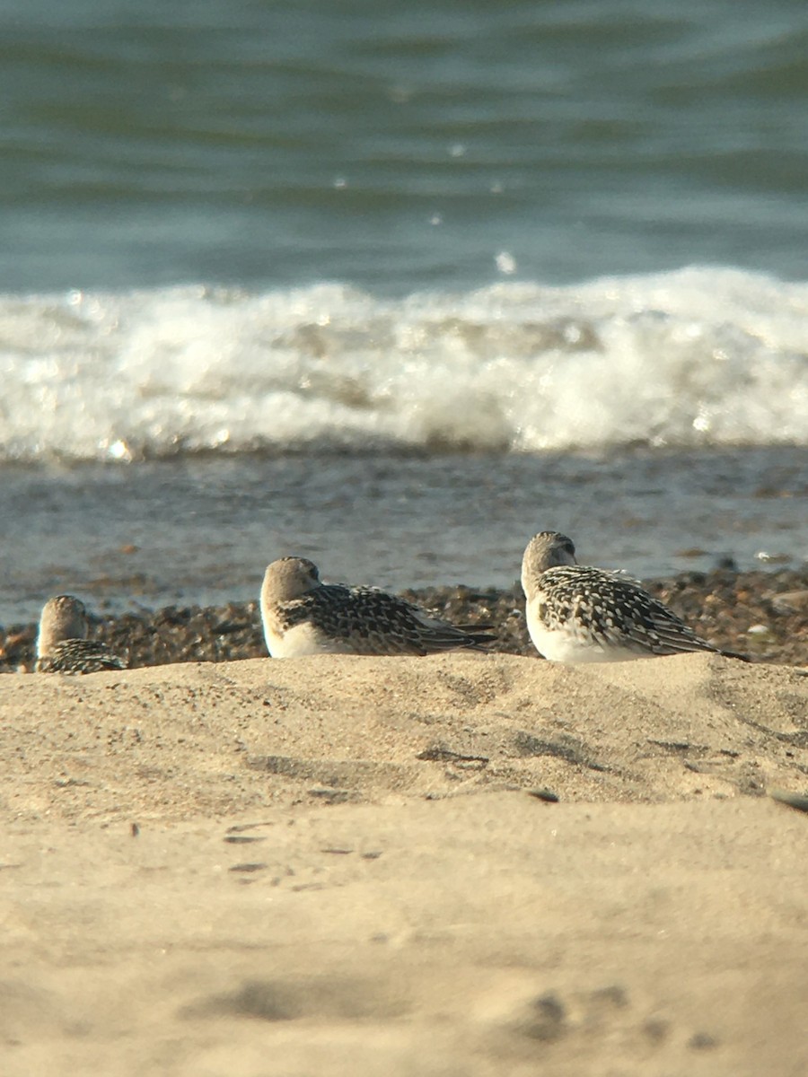 三趾濱鷸 - ML642866661