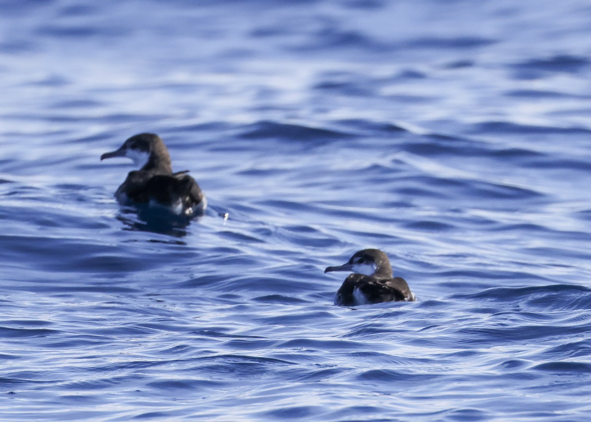 shearwater sp. - ML642866667
