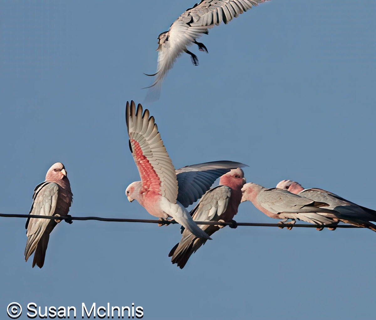 Galah - ML642866671