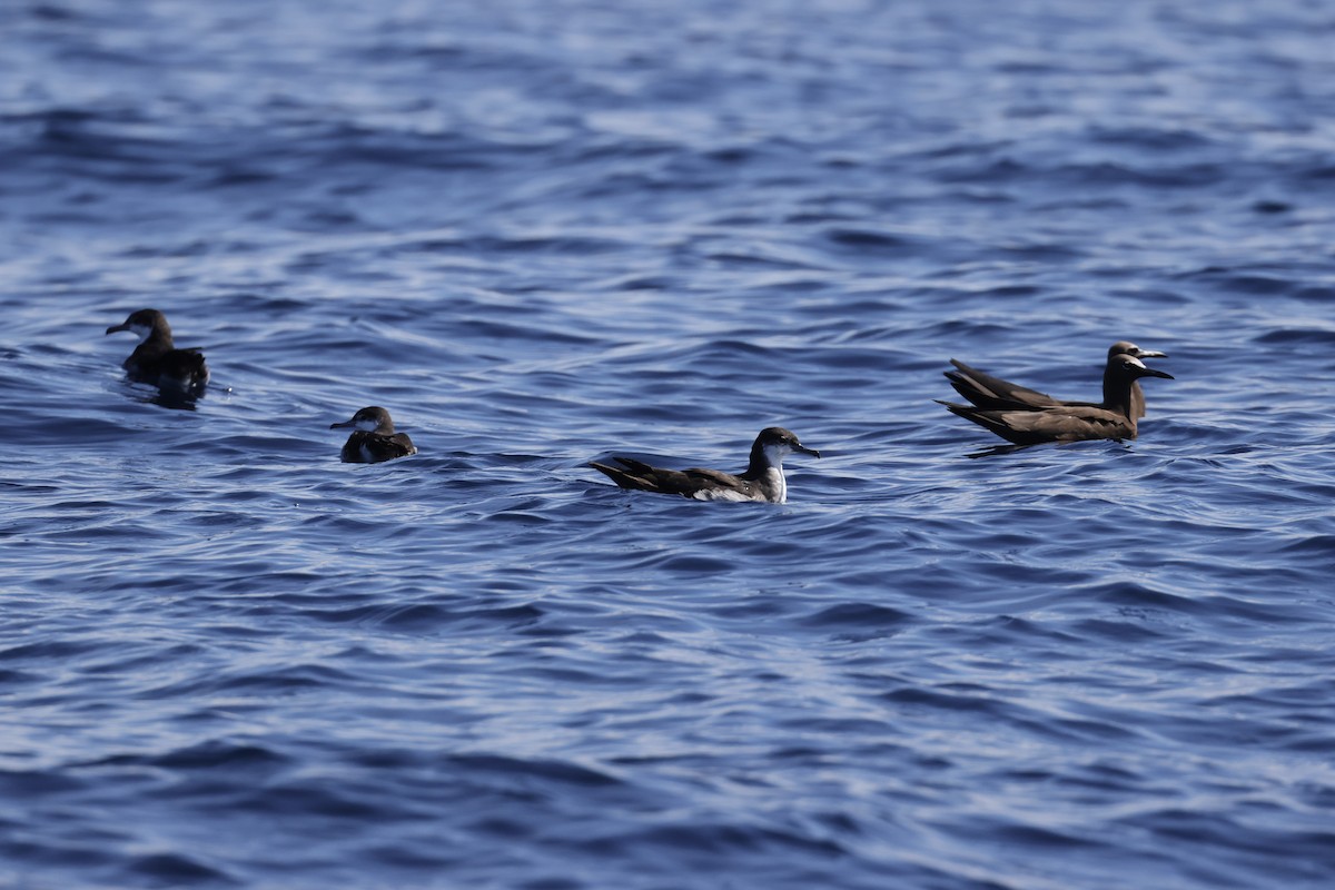 shearwater sp. - ML642866680