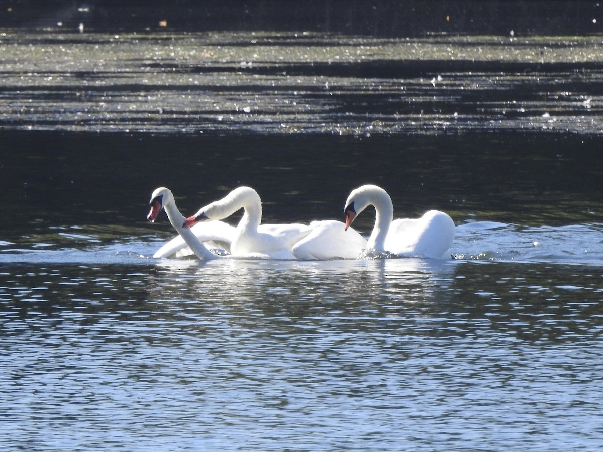 Cygne tuberculé - ML642866681