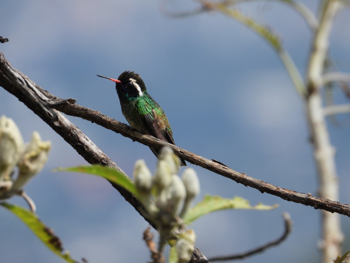 White-eared Hummingbird - ML642866682