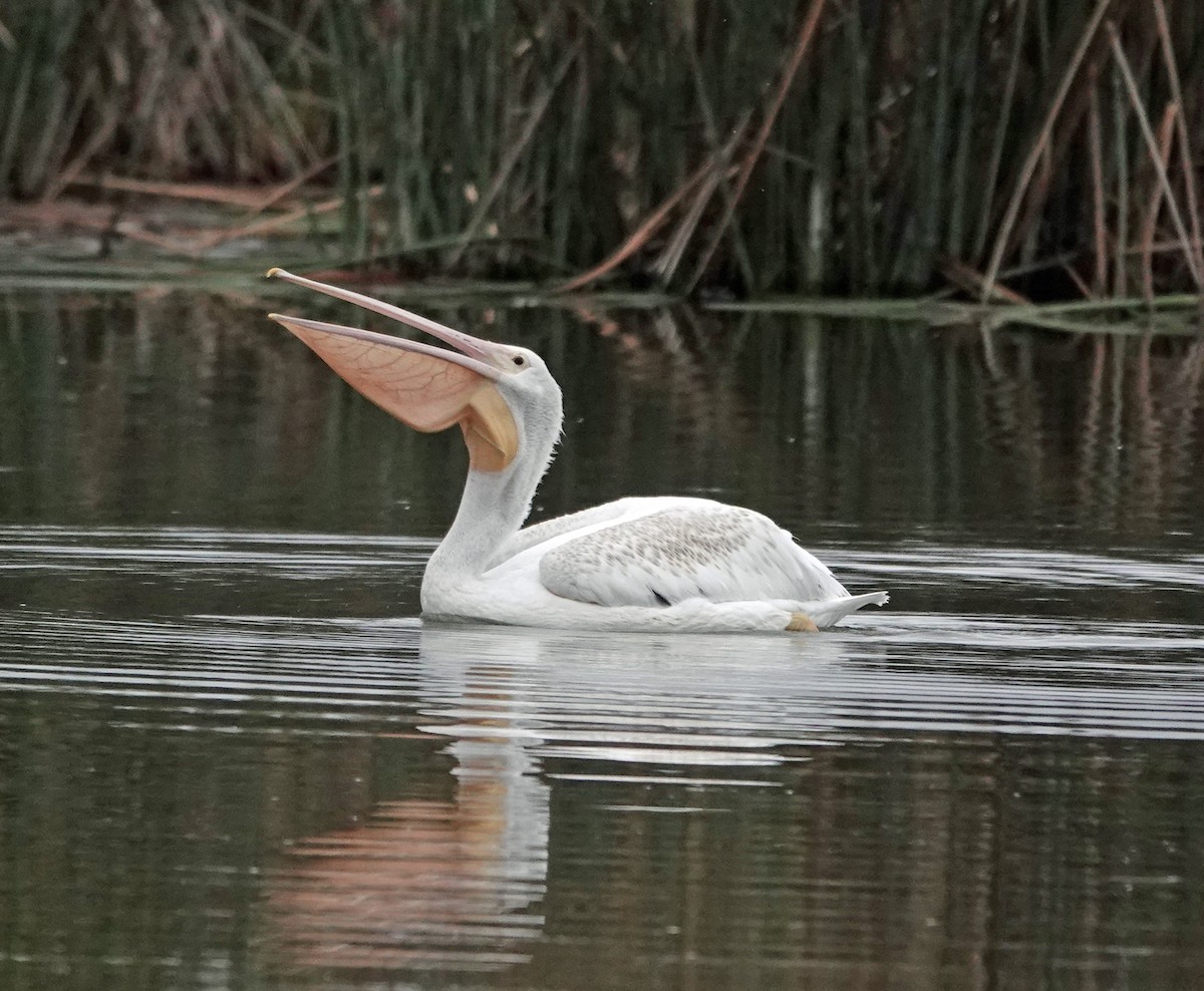 pelikán severoamerický - ML642866688