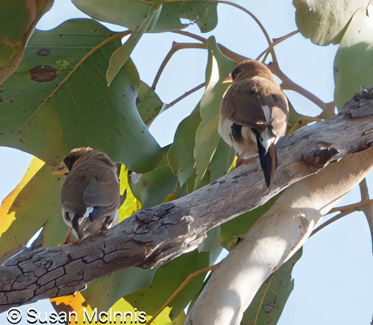 Masked Finch - ML642866689
