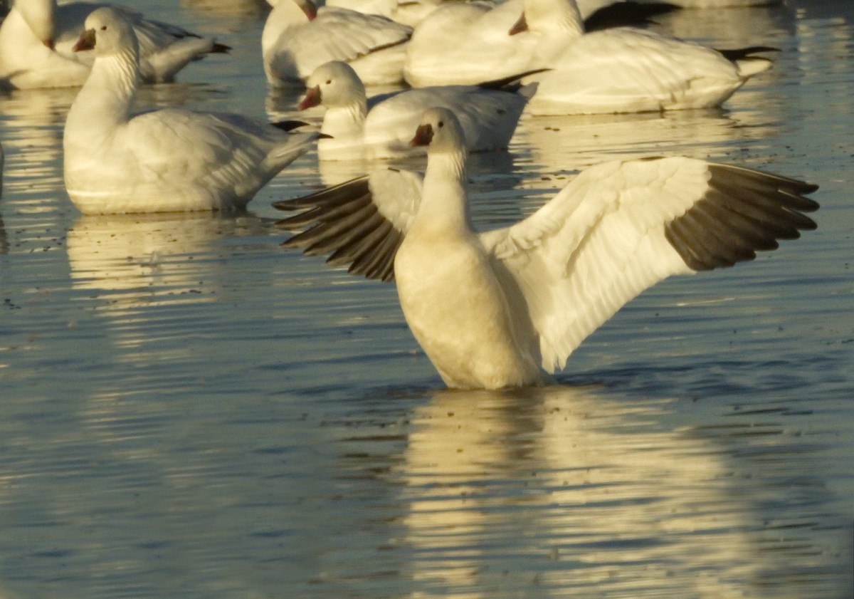 Ross's Goose - ML642866698