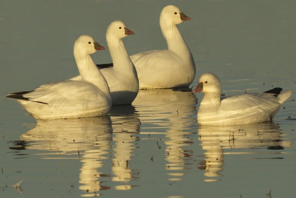 Ross's Goose - ML642866699