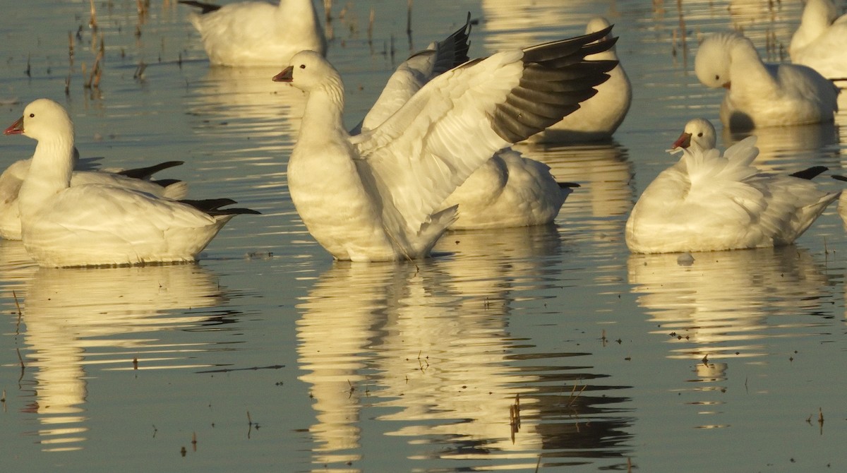 Ross's Goose - ML642866700