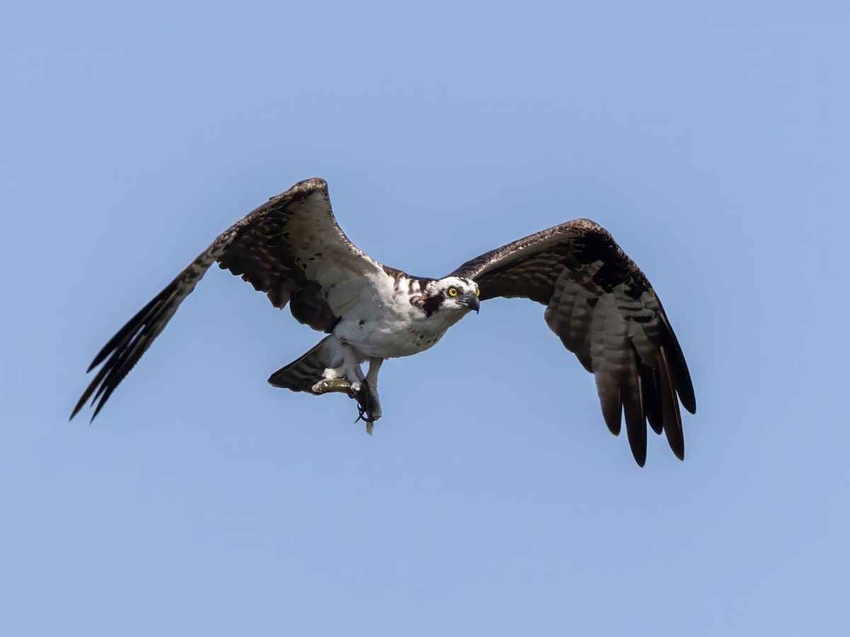 Osprey - ML642866703
