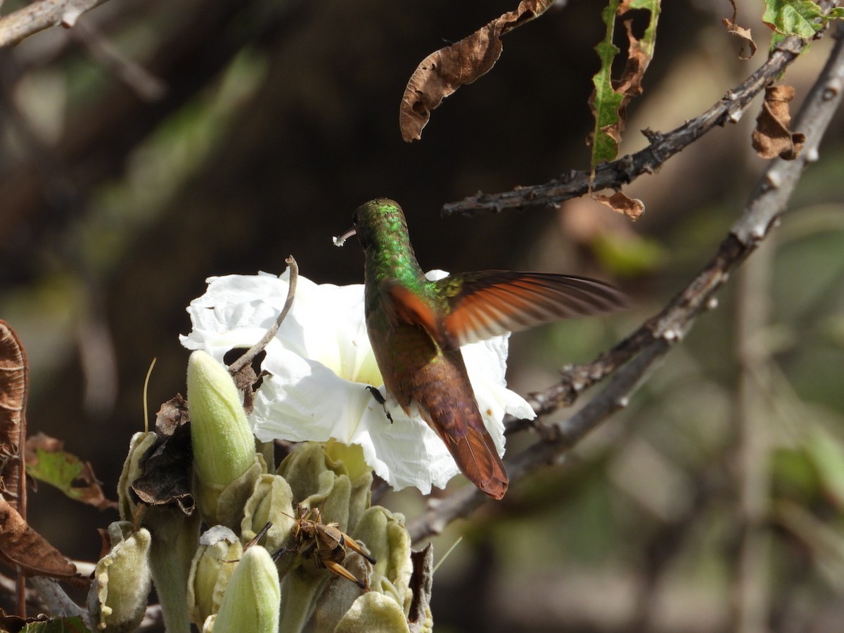 Berylline Hummingbird - ML642866710