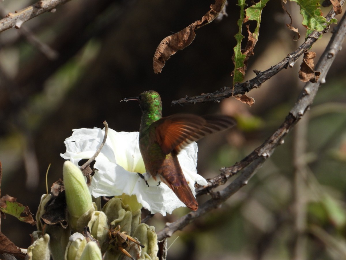 Berylline Hummingbird - ML642866711