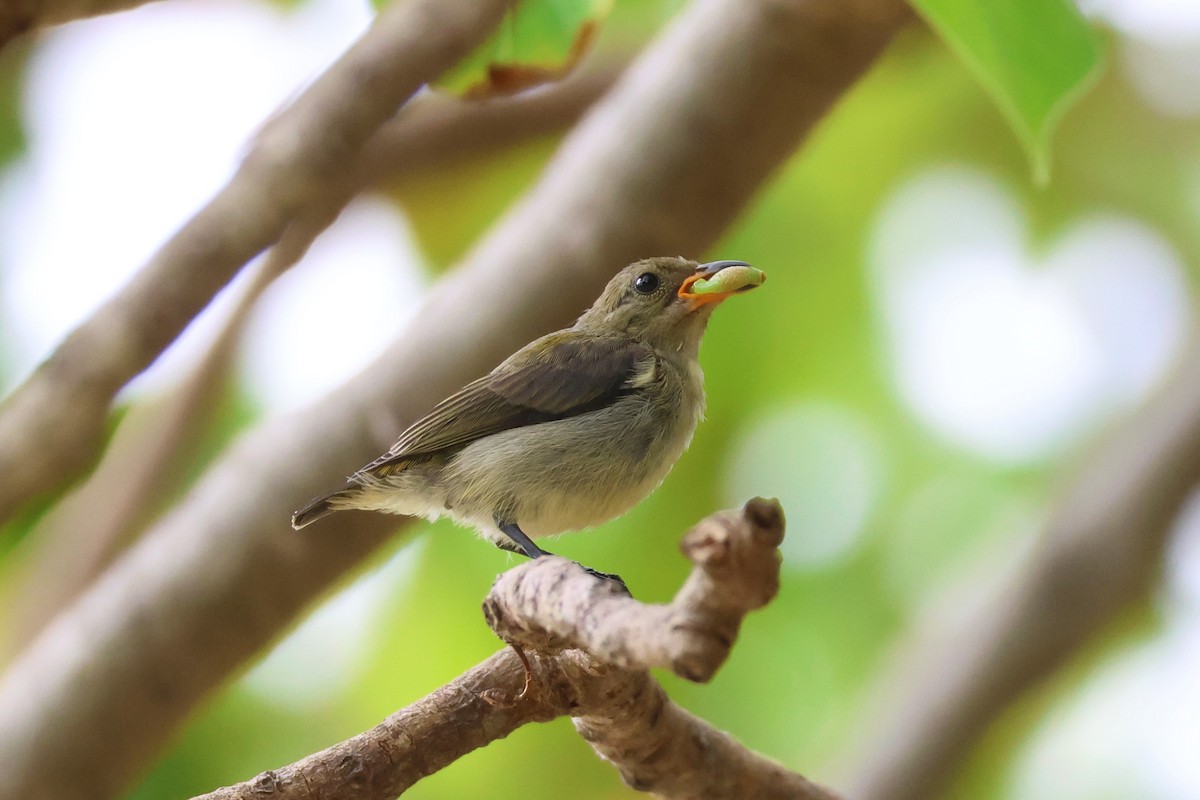 Scarlet-backed Flowerpecker - ML642866712