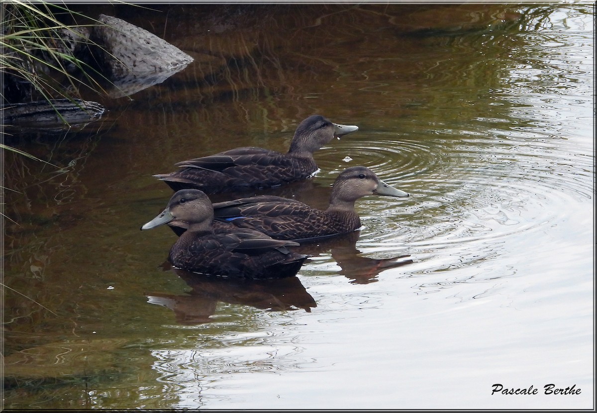 Canard noir - ML642866713
