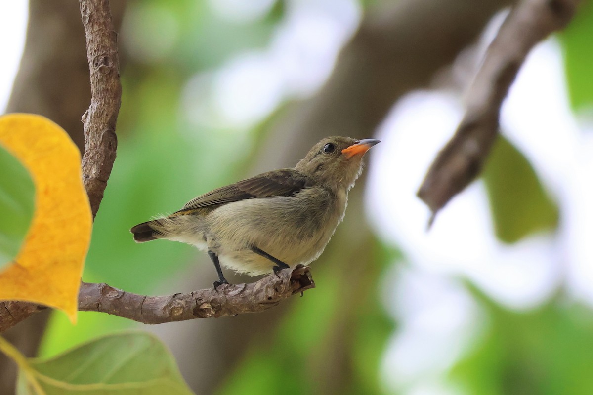 Scarlet-backed Flowerpecker - ML642866714