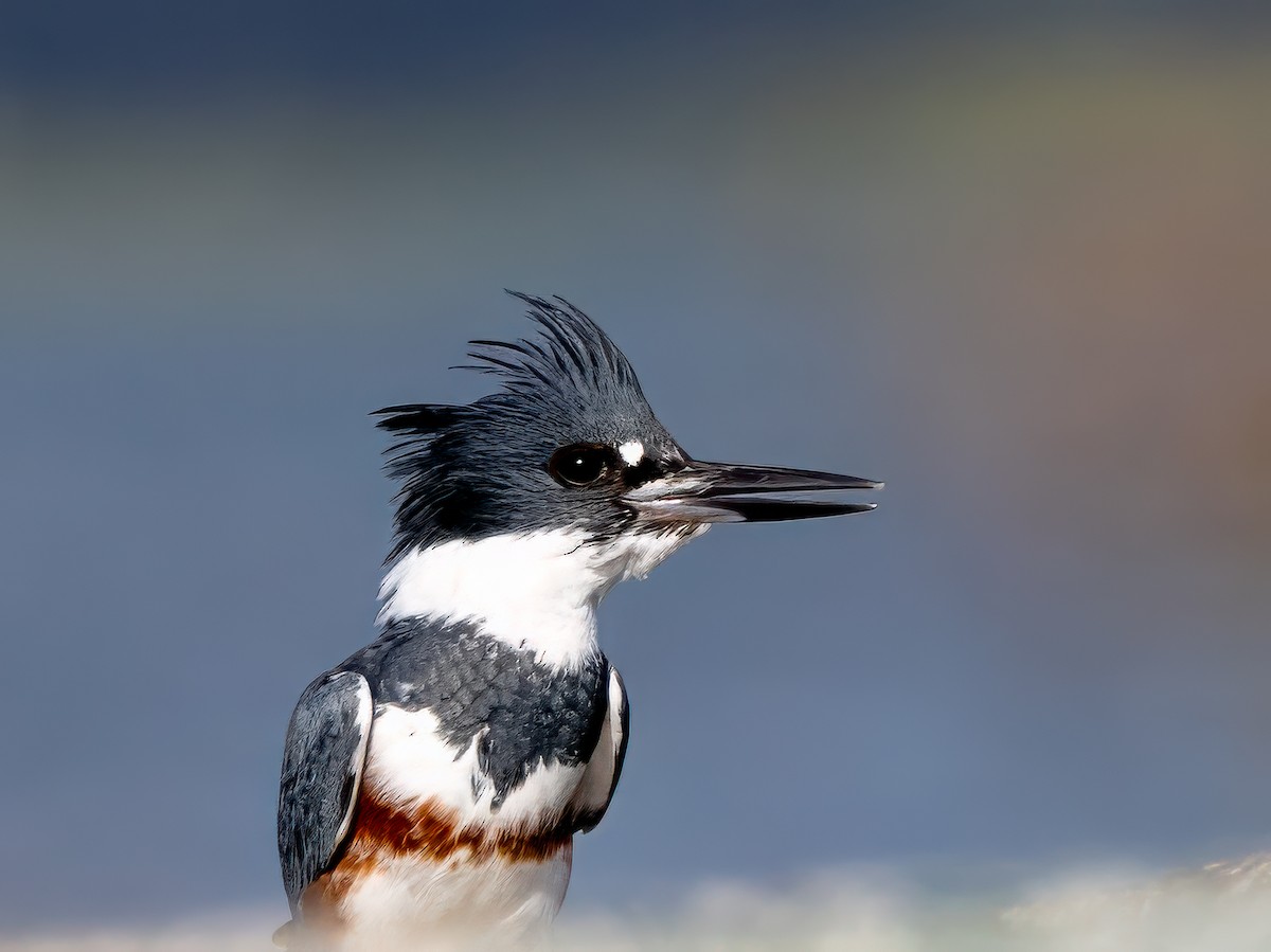 Belted Kingfisher - ML642866716