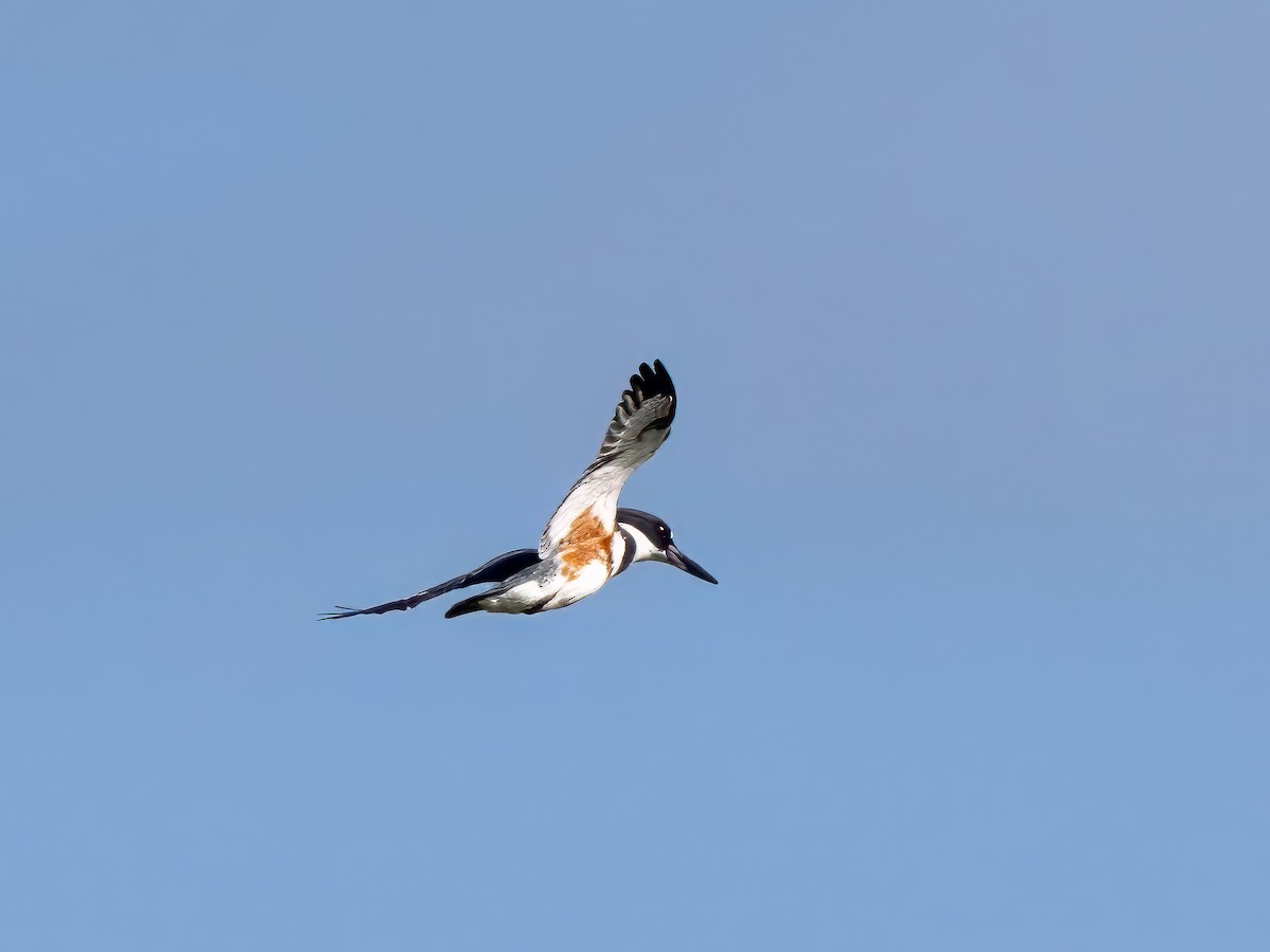 Belted Kingfisher - ML642866718