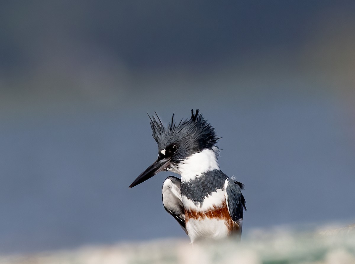 Belted Kingfisher - ML642866719