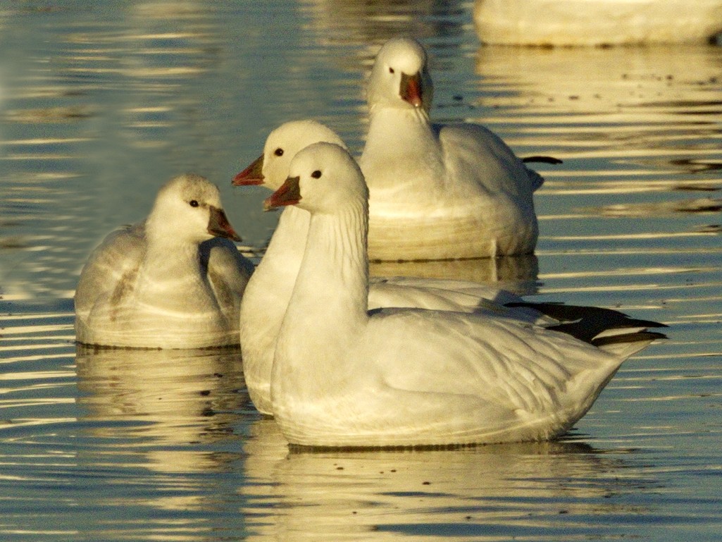 Ross's Goose - ML642866740