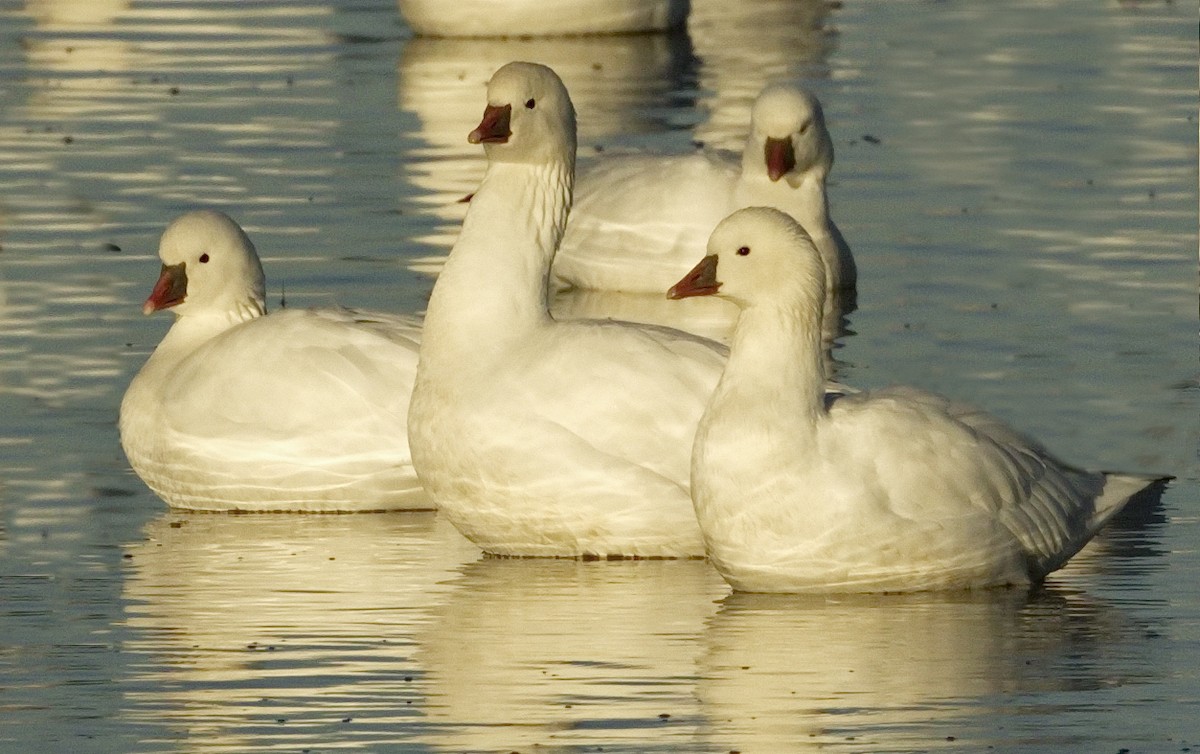 Ross's Goose - ML642866741