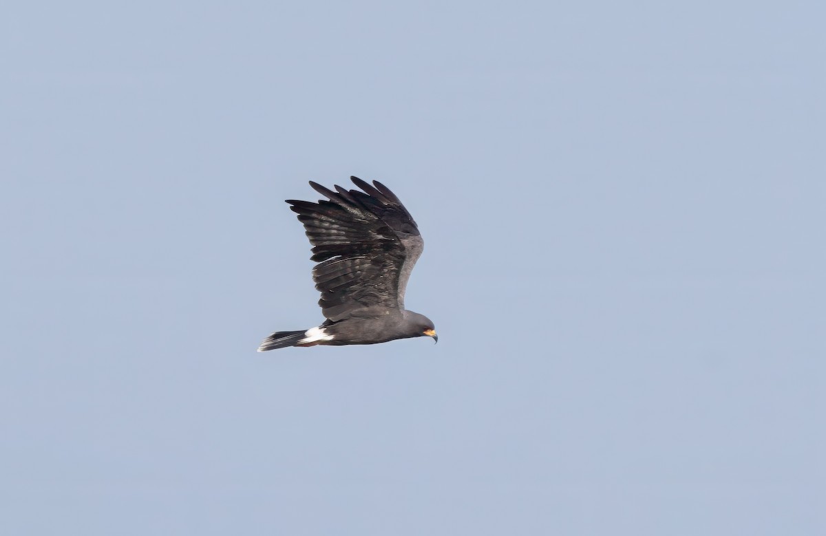 Snail Kite - ML642866743