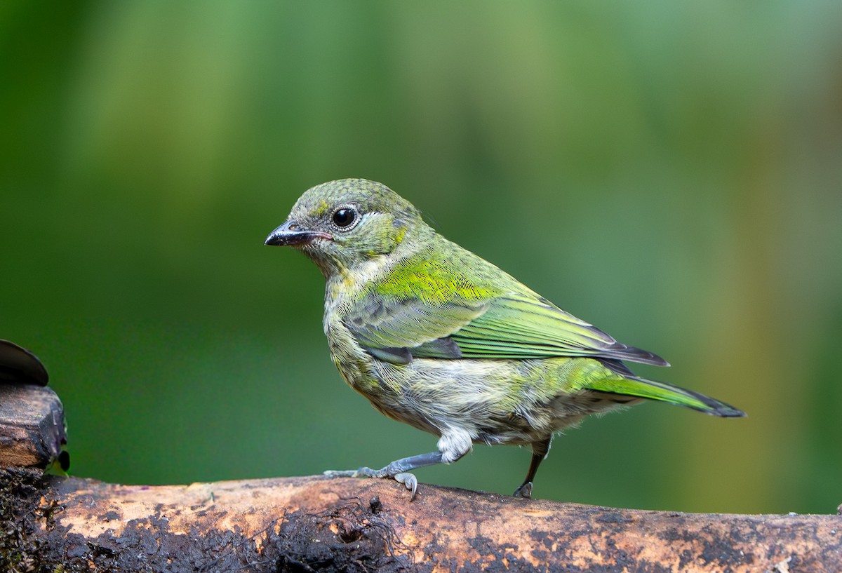 Black-capped Tanager - ML642866748