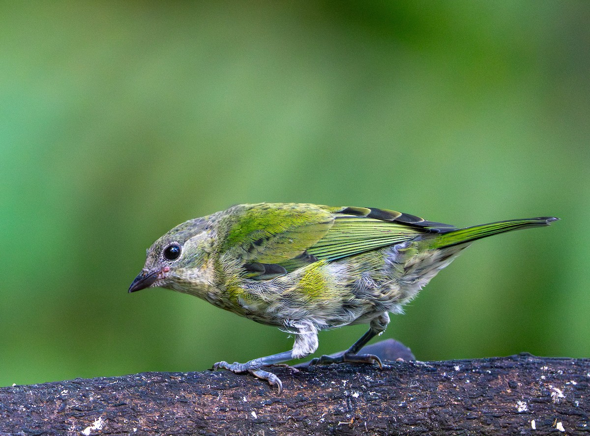Black-capped Tanager - ML642866749