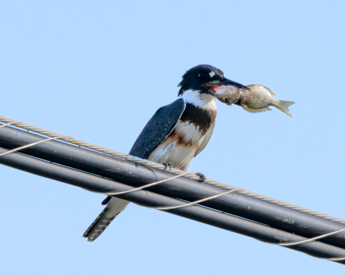 Belted Kingfisher - ML642866758