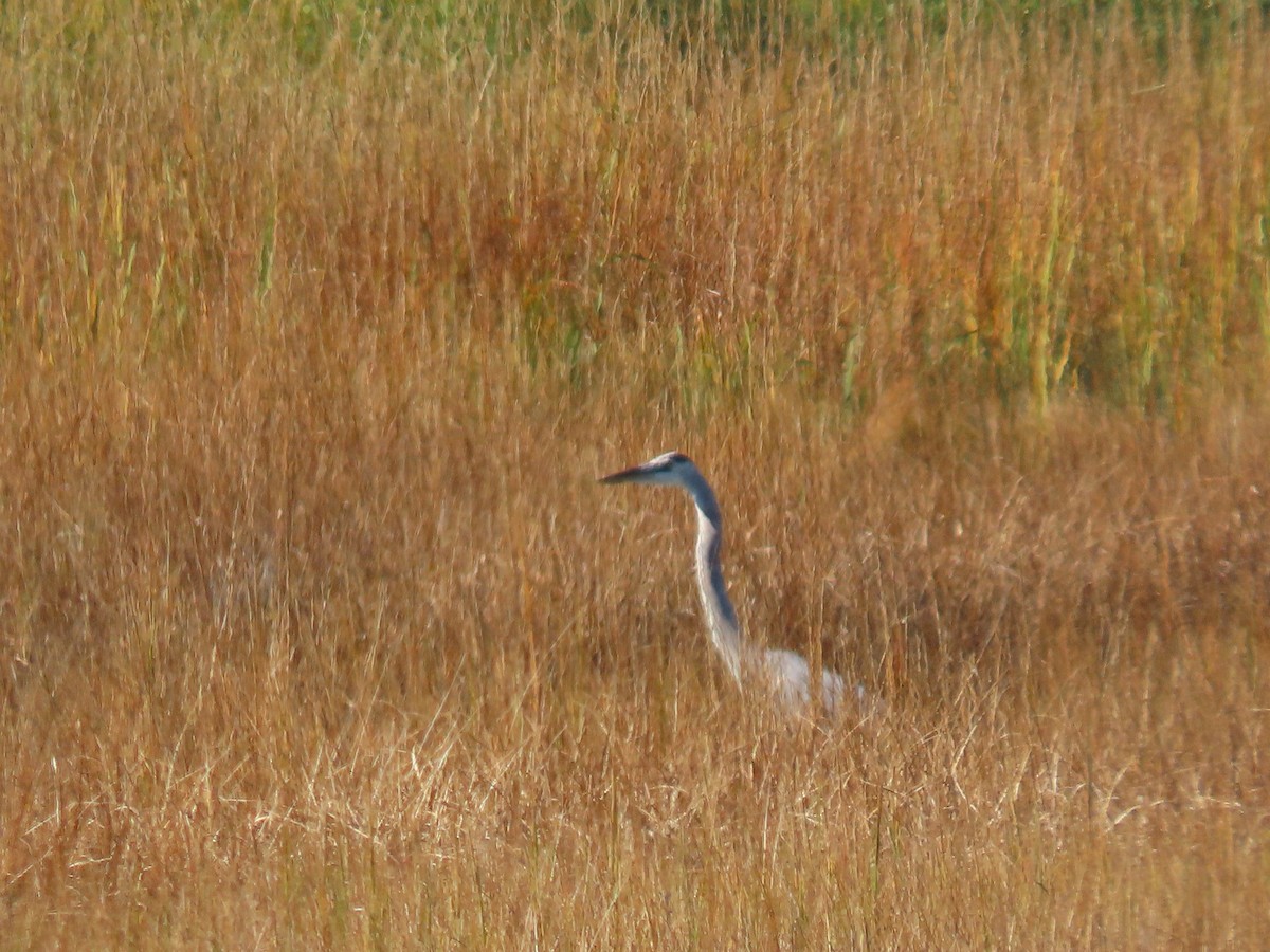 Great Blue Heron - ML642866759