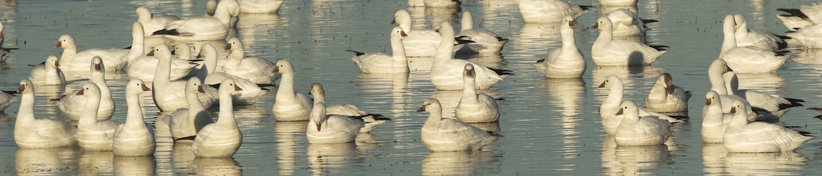 Ross's Goose - ML642866768