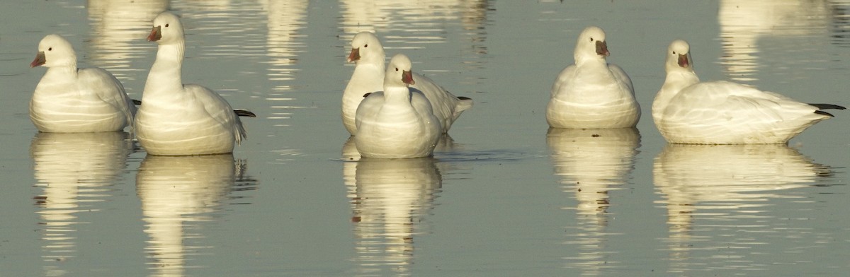 Ross's Goose - ML642866771