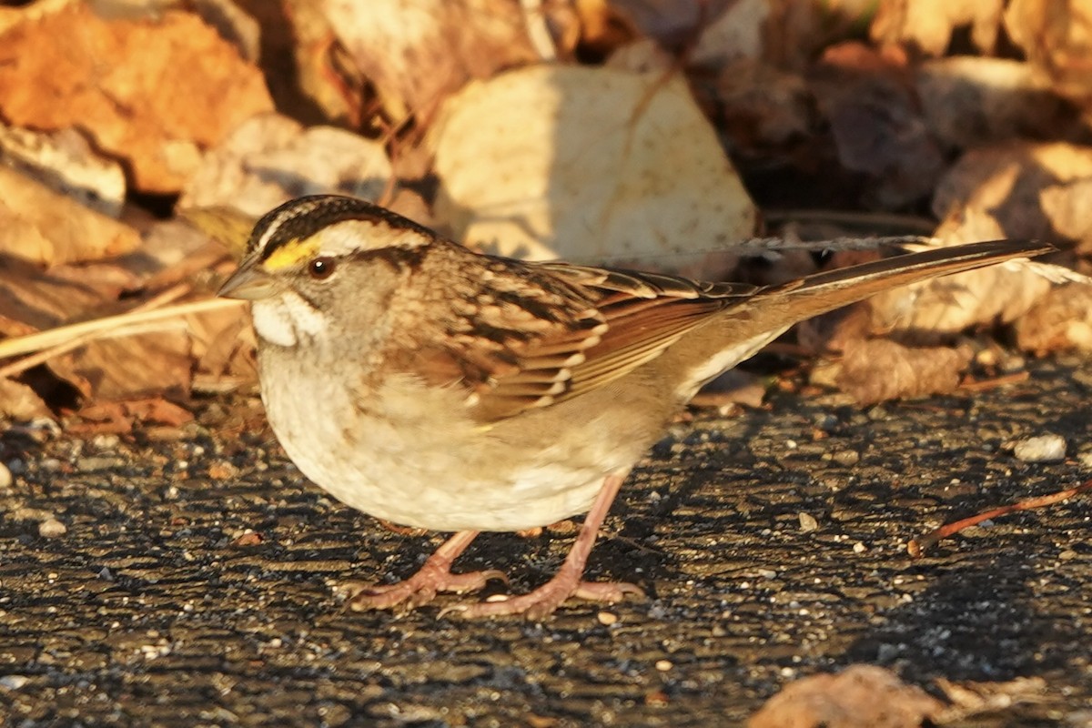 White-throated Sparrow - ML642866781