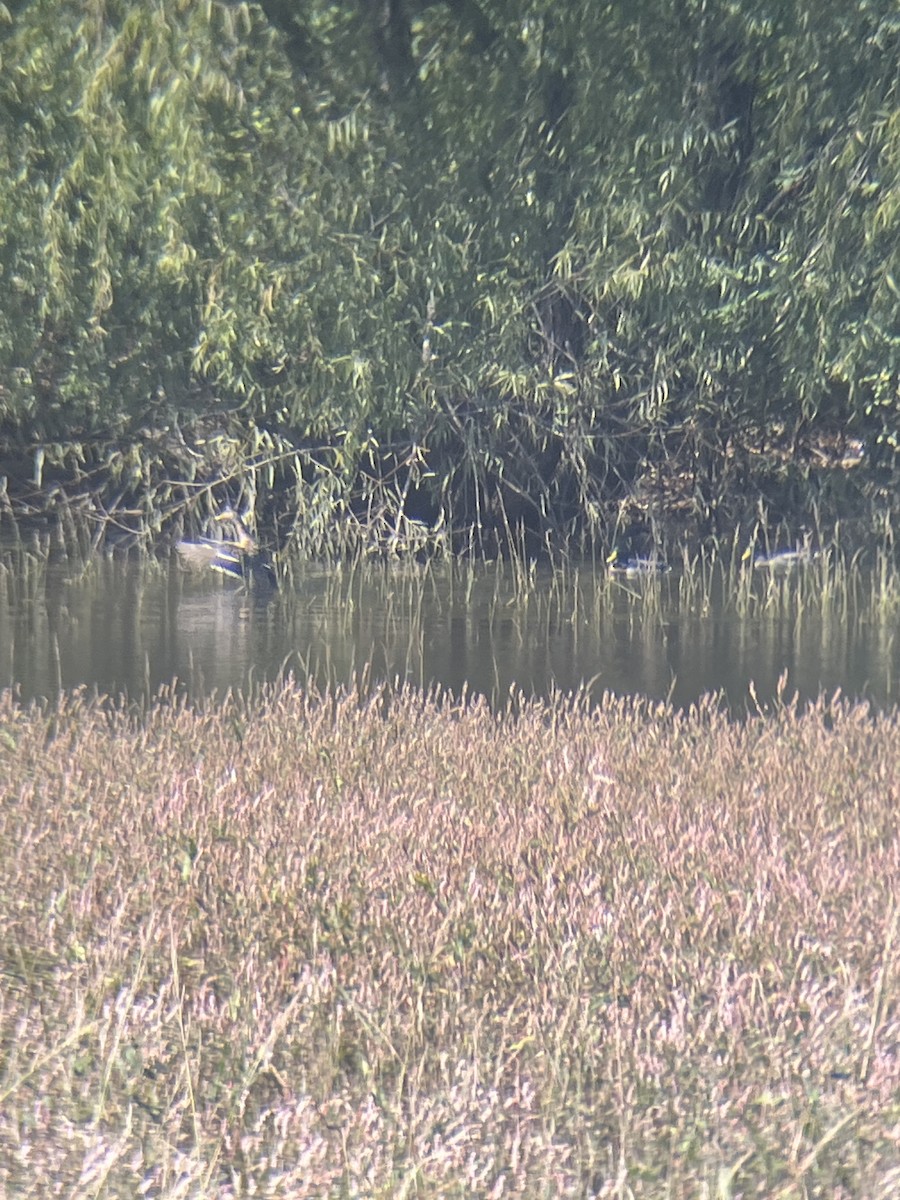 Mallard - ML642866782