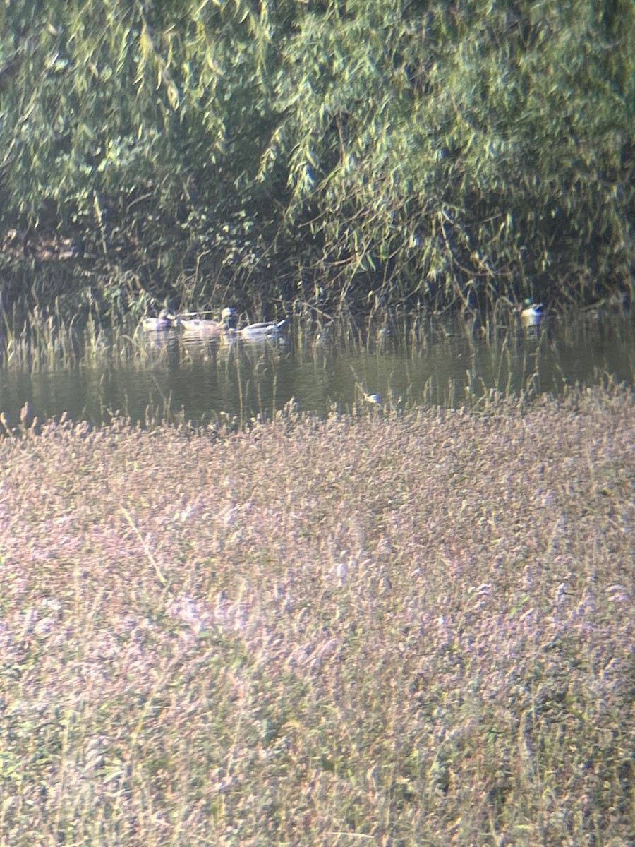 Mallard - ML642866783