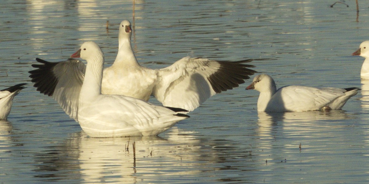 Ross's Goose - ML642866788