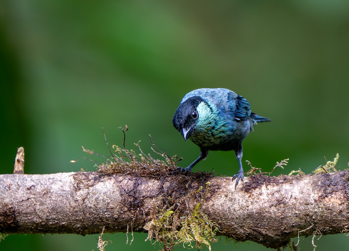 Black-capped Tanager - ML642866789