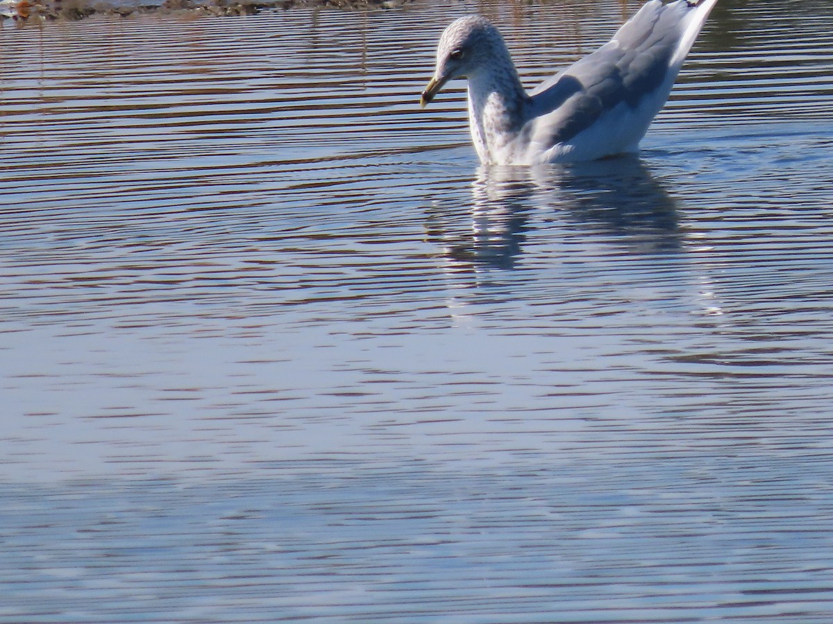 Ring-billed Gull - ML642866790