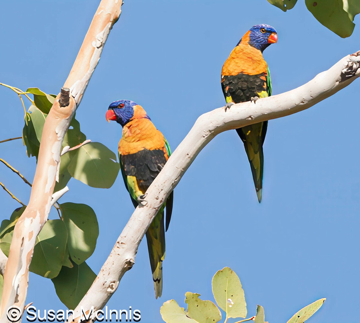 Red-collared Lorikeet - ML642866792