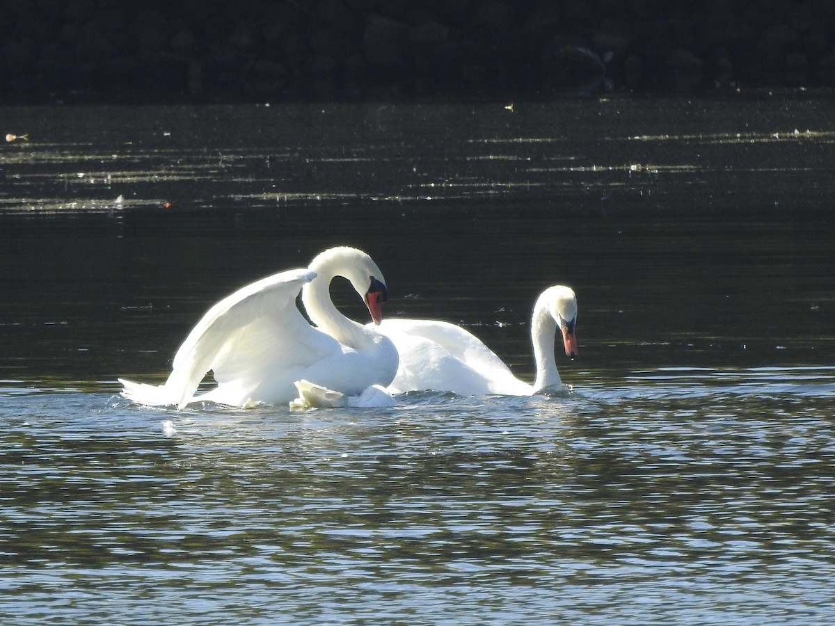 Cygne tuberculé - ML642866798