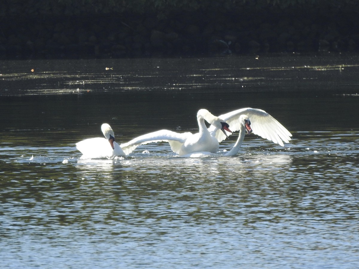 Cygne tuberculé - ML642866799