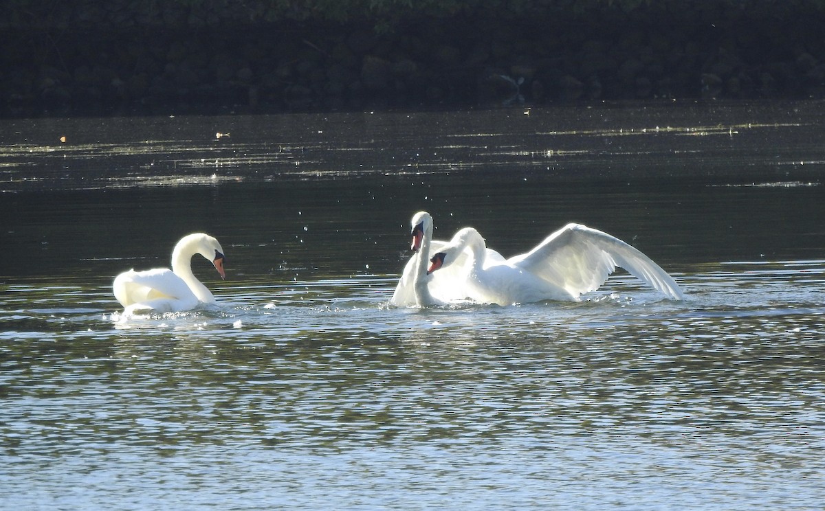 Cygne tuberculé - ML642866800