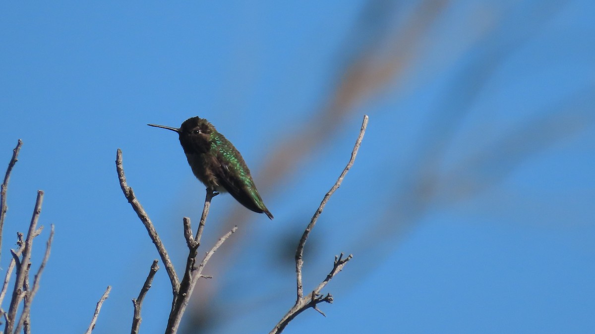 Anna's Hummingbird - ML642866801