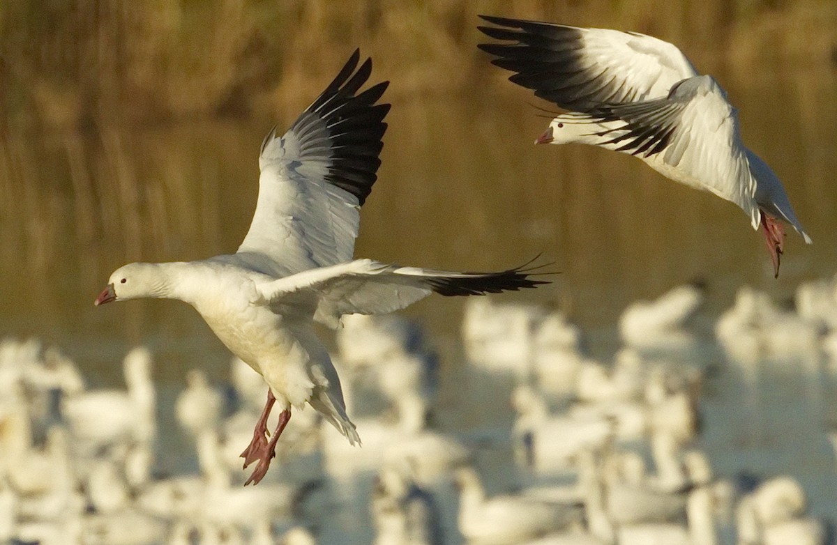 Ross's Goose - ML642866805
